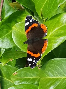 Annelies 02 Late Atalanta warmt op